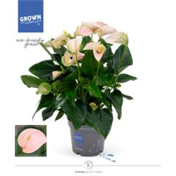 Anthurium andr. 'Joli Peach'