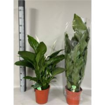 Spathiphyllum 'Sweet Lauretta'