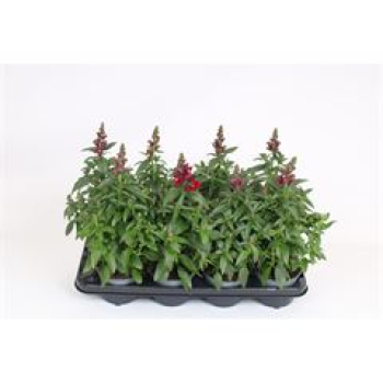 Antirrhinum majus rot