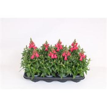 Antirrhinum majus rosa