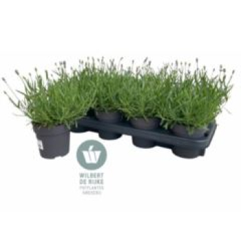 Lavandula angus. 'Hidcote'