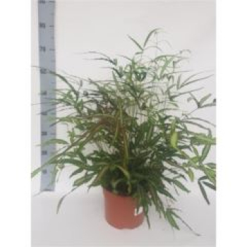 Pteris cretica 'Albolineata'