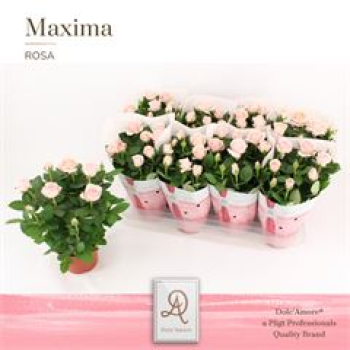 Rosa 'Amorosa Infinity Soft Pink'
