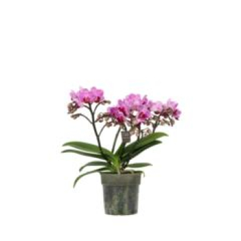 Phalaenopsis multi.3-5 Rispen lila
