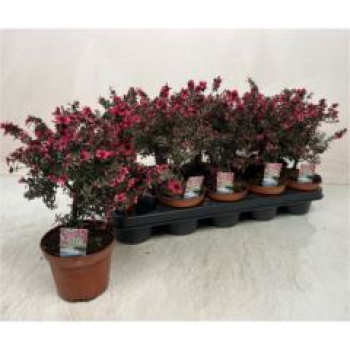 Leptospermum scoparium