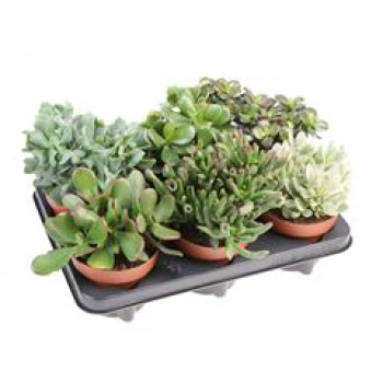 Crassula gemischt