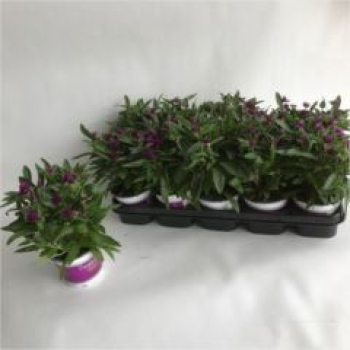 Gomphrena glob. 'Purple Dots'