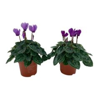Cyclamen "Blue Dragon" midi