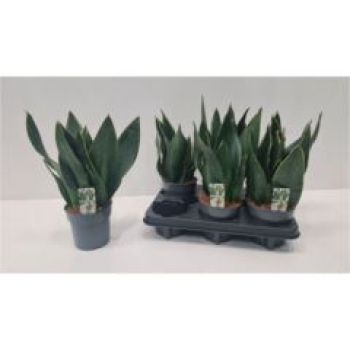 Sansevieria trifa.