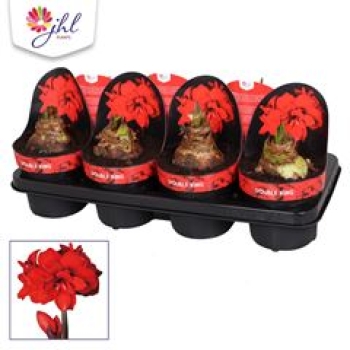 Hippeastrum 2 Knospen 'Double King'