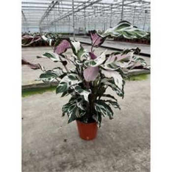 Calathea 'Stella'