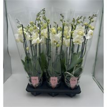 Phalaenopsis 4 Rispen weiß