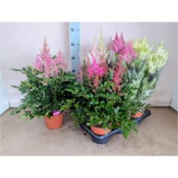 Astilbe gemischt
