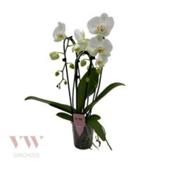 Phalaenopsis "Cascade" 3 Rispen weiß