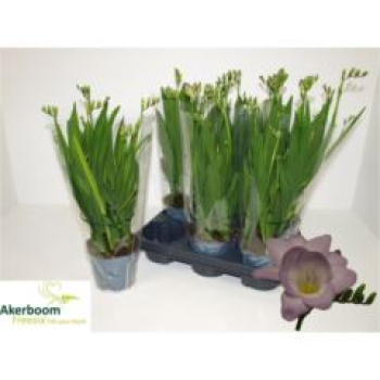 Freesia 'Feelgood blau