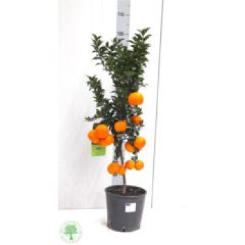 Citrus aurantifolia 'Chinotto'