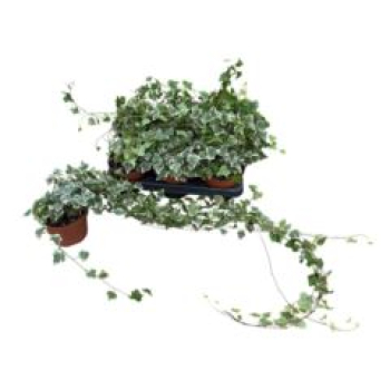 Hedera helix 'White Wonder'