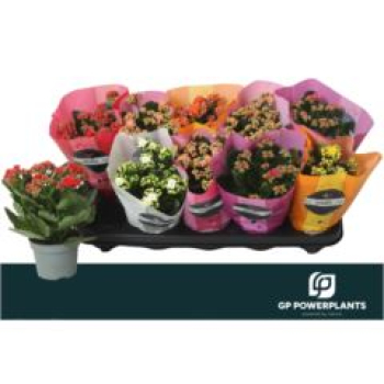 Kalanchoe  gefüllt Mix