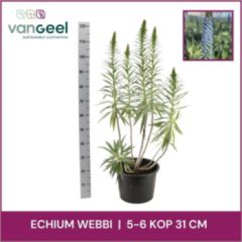 Echium webbii