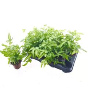 Mini Pteris cretica 'Albolineata'