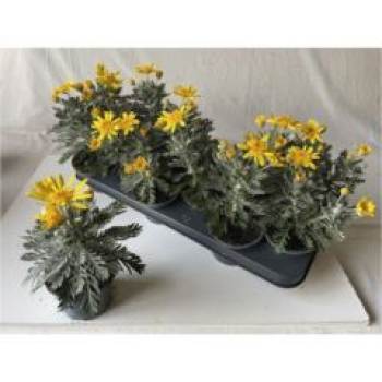 Euryops 'Silver Star'