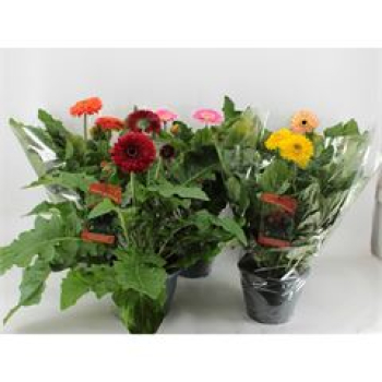 Gerbera 'Landscape' gemischt