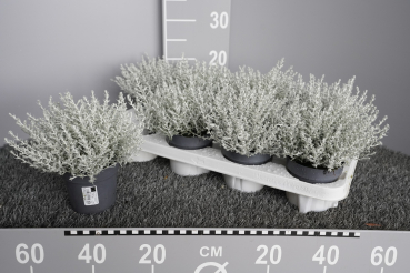 Helichrysum