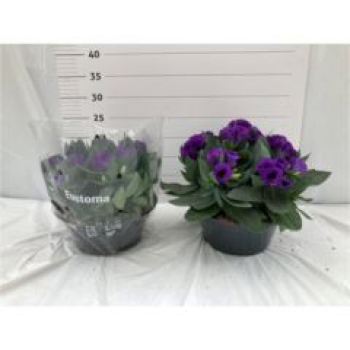 Eustoma russ. Schale