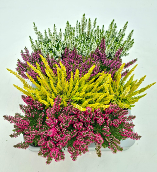 Mini Calluna Mix
