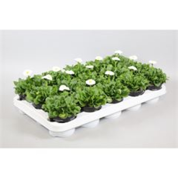 Bellis perennis weiß
