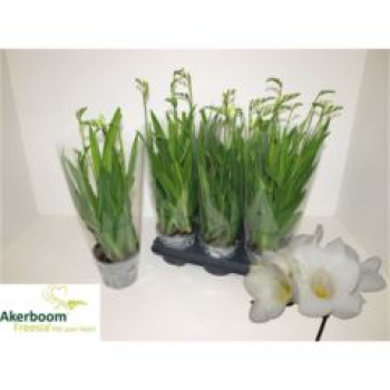 Freesia 'Feelgood White'