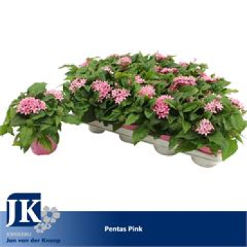 Pentas lanceolata 'Graffiti Pink'