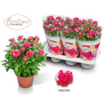 Rosen 'Tunesie Twin Twister'