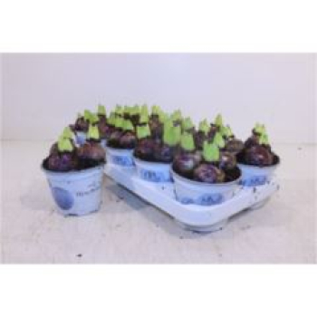 Hyacinthus 3pp blau