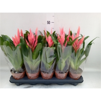Tillandsia 'Ziva'