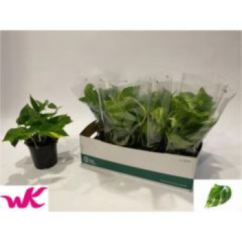 Epipremnum pinn. 'Aureum'