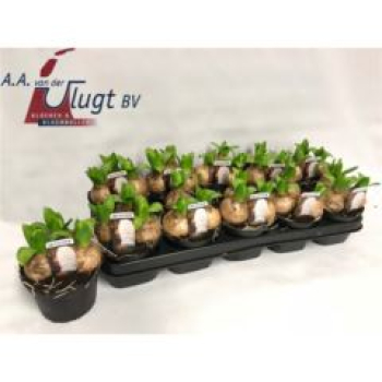 Hyacinthus 3pp weiß