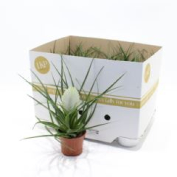 Tillandsia cyanea weiß