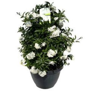 Solanum jasminoides Ampel