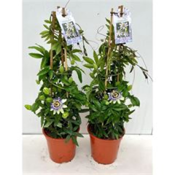 Passiflora caerul. Pyramide