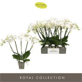 Phalaenopsis "Theatro" weiß