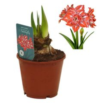 Hippeastrum 2 Knospen "Happy Nymph"