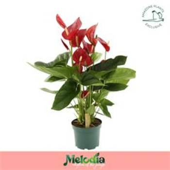 Anthurium andr. 'Melodia' rot