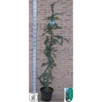 Cedrus libani 'Glauca'