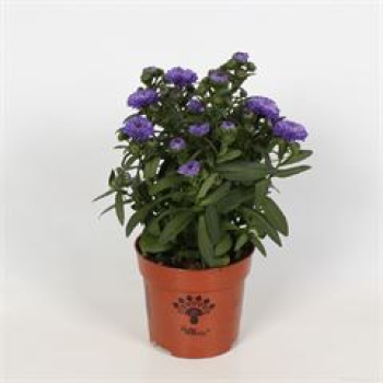 Aster nb. 'Showmakers' blau