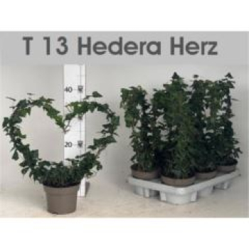 Hedera Herz