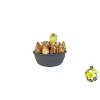 XL Schale Narcissus "Attraction"