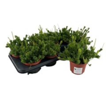 Rhipsalis mesembryanthemoides