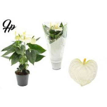 Anthurium weiß