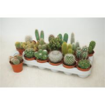 Cactus gemischt